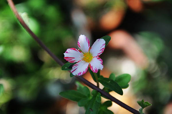 摄影：小花