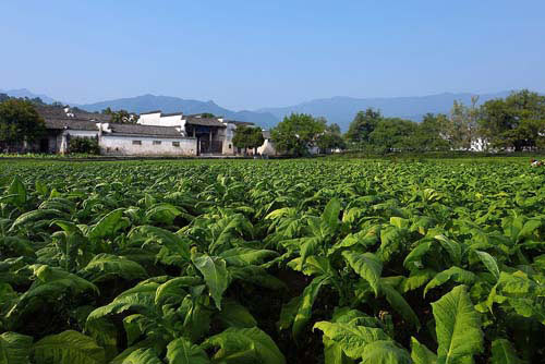 黄山天都 典范焦甜香