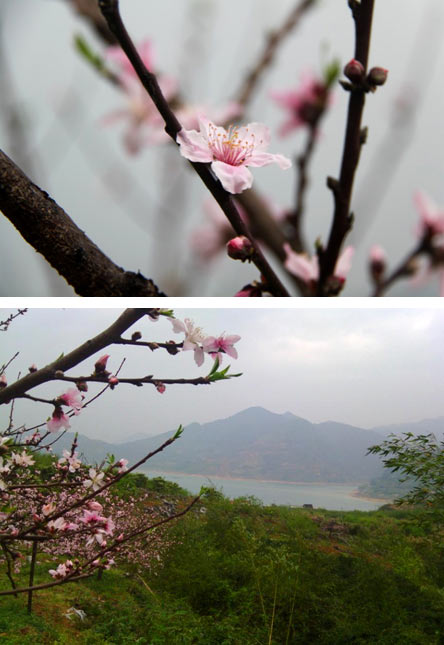 雨中桃花醉 湖畔春意浓