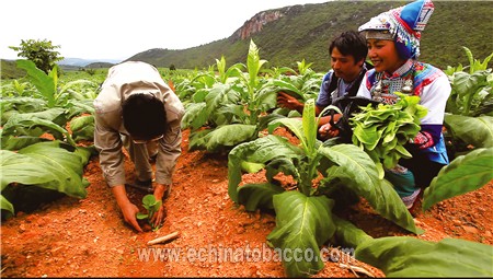 云南烟草蚜茧蜂防治蚜虫技术研究与推广应用成效显著