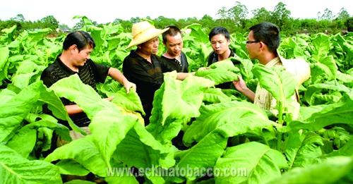 不同生态区清香型中上部烟叶成熟采收标准