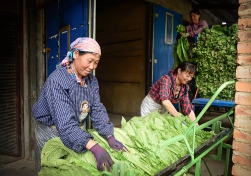 高质量原料保障支持，成就红云红河品牌核心竞争力