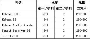 合理浇水和施肥培育出古巴优质烟叶